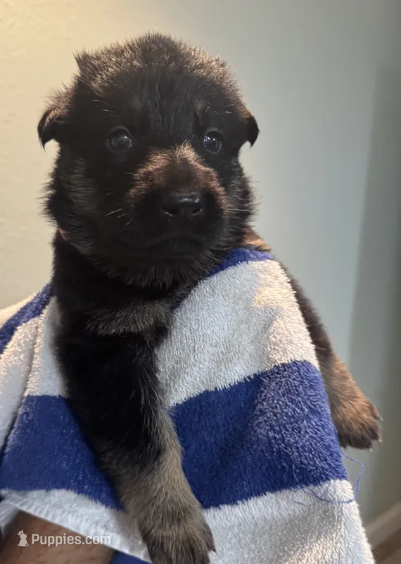 Petal Pink Collar – German Shepherd Dog puppy for sale in Palm Bay, FL