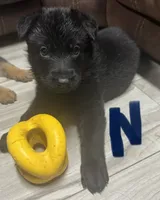 Navy Blue Collar, a male German Shepherd Dog for sale in Sebastian, FL – 1 of 3