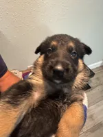 Lilac Collar, a female German Shepherd Dog for sale in Palm Bay, FL – 2 of 3