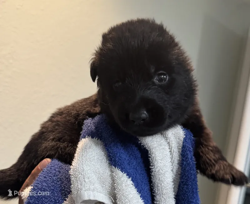 Hot Pink Collar – German Shepherd Dog puppy for sale in Palm Bay, FL