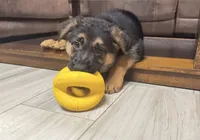 Teal Collar, a female German Shepherd Dog for sale in Sebastian, FL – 4 of 8
