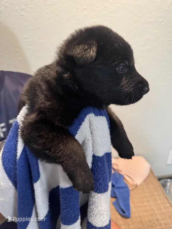 Navy Blue Collar – German Shepherd Dog puppy for sale in Palm Bay, FL