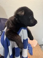 Navy Blue Collar, a male German Shepherd Dog for sale in Palm Bay, FL – 1 of 3