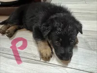 Petal Pink Collar, a female German Shepherd Dog for sale in Sebastian, FL – 4 of 4