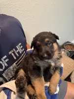 Lilac Collar, a female German Shepherd Dog for sale in Palm Bay, FL – 3 of 3