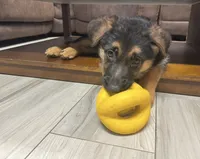 Teal Collar, a female German Shepherd Dog for sale in Sebastian, FL – 3 of 8