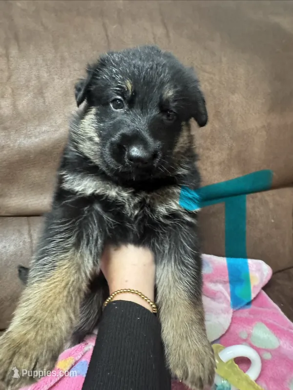 Teal Collar – German Shepherd Dog puppy for sale in Palm Bay, FL