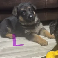 Lilac Collar, a female German Shepherd Dog for sale in Sebastian, FL – 2 of 5