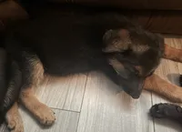 Teal Collar, a female German Shepherd Dog for sale in Sebastian, FL – 2 of 8