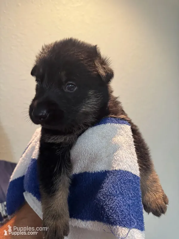 Petal Pink Collar – German Shepherd Dog puppy for sale in Sebastian, FL