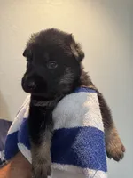 Petal Pink Collar, a female German Shepherd Dog for sale in Palm Bay, FL – 2 of 2