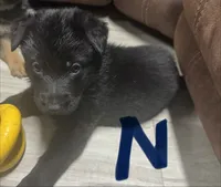 Navy Blue Collar, a male German Shepherd Dog for sale in Sebastian, FL – 2 of 3
