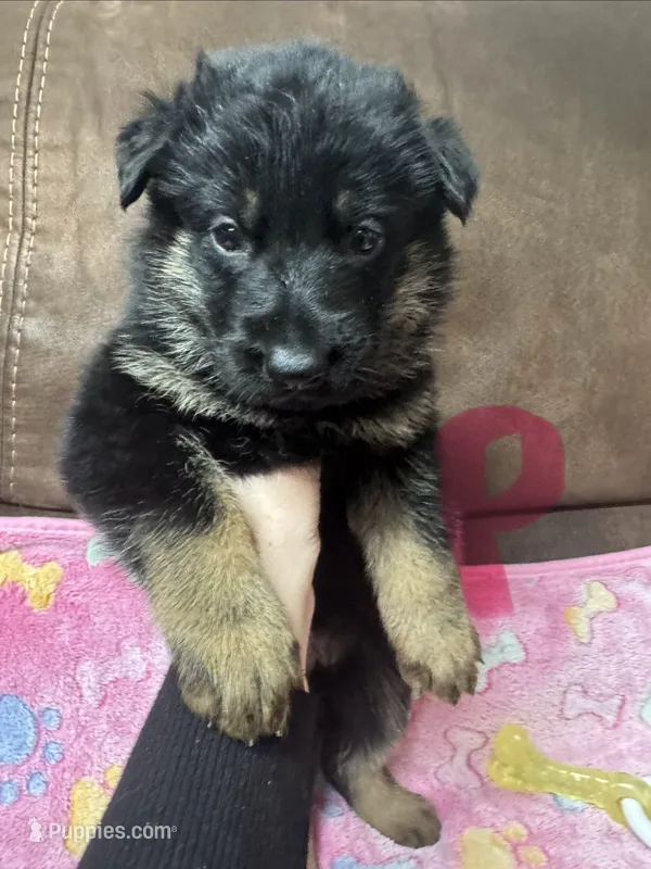 Petal Pink Collar – German Shepherd Dog puppy for sale in Palm Bay, FL
