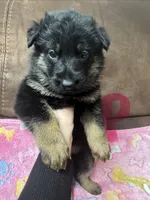 Petal Pink Collar, a female German Shepherd Dog for sale in Sebastian, FL – 2 of 4