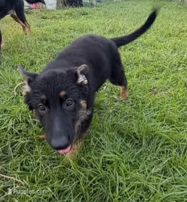 Teal Collar – German Shepherd Dog puppy for sale in Sebastian, FL