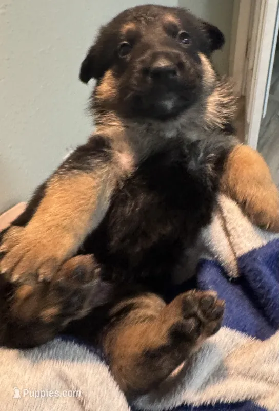 Lilac Collar – German Shepherd Dog puppy for sale in Palm Bay, FL