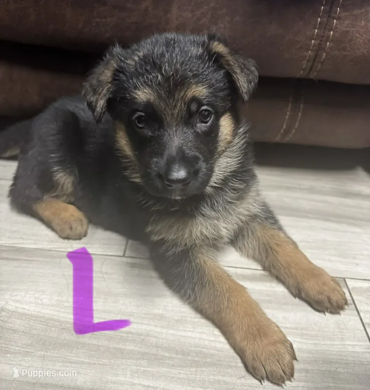 Lilac Collar – German Shepherd Dog puppy for sale in Palm Bay, FL