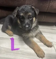 Lilac Collar, a female German Shepherd Dog for sale in Sebastian, FL – 1 of 5