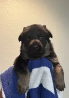 Sky Blue Collar, a male German Shepherd Dog for sale in Palm Bay, FL – 1 of 1