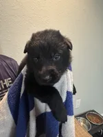 Navy Blue Collar, a male German Shepherd Dog for sale in Palm Bay, FL – 2 of 3