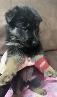 Petal Pink Collar, a female German Shepherd Dog for sale in Sebastian, FL – 3 of 4