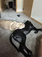 Luna, a female Cane Corso for sale in Milwaukee, WI – 2 of 5