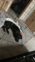 Luna, a female Cane Corso for sale in Milwaukee, WI – 4 of 5