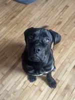 Luna, a female Cane Corso for sale in Milwaukee, WI – 5 of 5