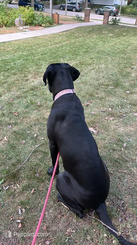 Luna – Cane Corso puppy for sale in Milwaukee, WI