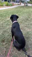 Luna, a female Cane Corso for sale in Milwaukee, WI – 1 of 5