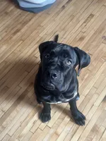 Luna, a female Cane Corso for sale in Milwaukee, WI – 3 of 5