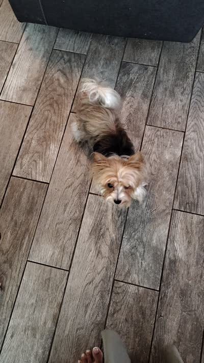 Retired pair, a female Yorkshire Terrier for sale in Ocala, FL – 3 of 3