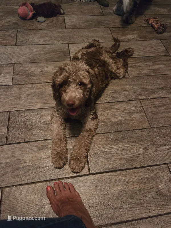 Izzy – Bernese Mountain Dog, Poodle - Miniature  puppy for sale in Ocala, FL