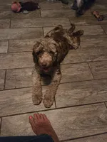 Izzy, a female Bernese Mountain Dog and Poodle - Miniature  for sale in Ocala, FL – 4 of 7