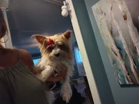 Retired pair, a female Yorkshire Terrier for sale in Ocala, FL – 1 of 3