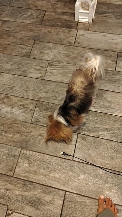 Retired pair, a female Yorkshire Terrier for sale in Ocala, FL – 2 of 3