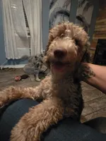 Izzy, a female Bernese Mountain Dog and Poodle - Miniature  for sale in Ocala, FL – 5 of 7