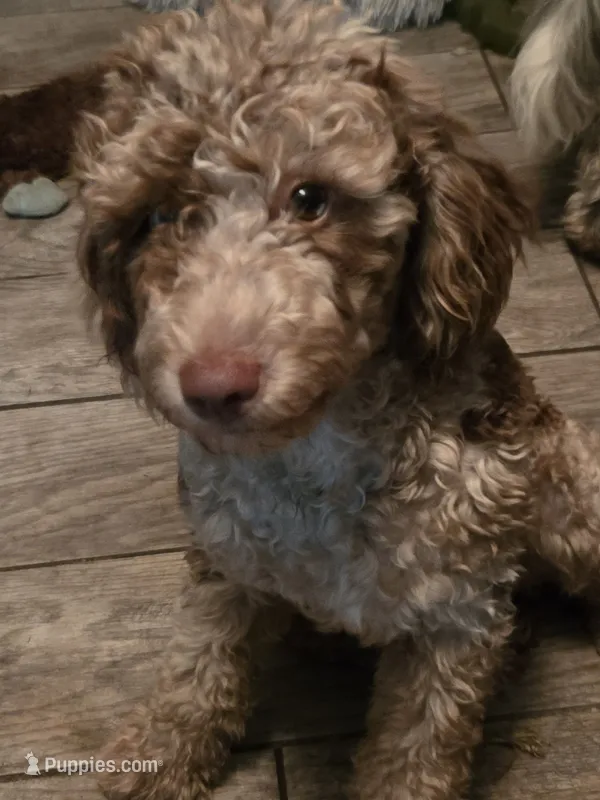 Izzy – Bernese Mountain Dog, Poodle - Miniature  puppy for sale in Ocala, FL