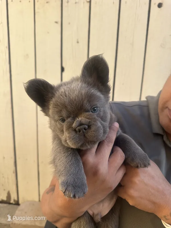 Nicholas (FLUFFY) ⚜️ – French Bulldog puppy for sale in Fontana, CA