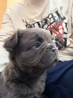 Saul, a male French Bulldog for sale in Fontana, CA – 2 of 10