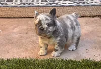Samantha, a female French Bulldog for sale in Fontana, CA – 6 of 8