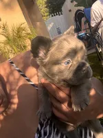 Nathaniel (FLUFFY)⚜️, a male French Bulldog for sale in Fontana, CA – 3 of 6