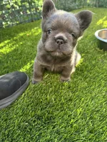 Nicholas (FLUFFY) ⚜️, a male French Bulldog for sale in Fontana, CA – 7 of 8