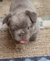 Steve, a male French Bulldog for sale in Fontana, CA – 5 of 10