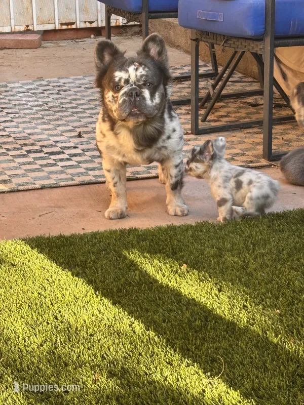 Neavah – French Bulldog puppy for sale in Fontana, CA