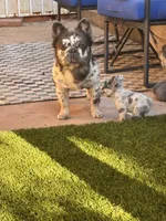 Neavah, a female French Bulldog for sale in Fontana, CA – 1 of 6