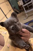 Nathaniel (FLUFFY)⚜️, a male French Bulldog for sale in Fontana, CA – 2 of 6
