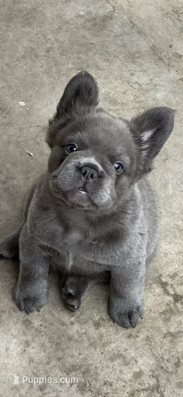 Nehemiah (FLUFFY) ⚜️ – French Bulldog puppy for sale in Fontana, CA