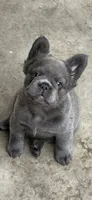 Nehemiah (FLUFFY) ⚜️, a male French Bulldog for sale in Fontana, CA – 4 of 10