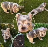 Noah (FLUFFY) ⚜️, a male French Bulldog for sale in Fontana, CA – 4 of 5